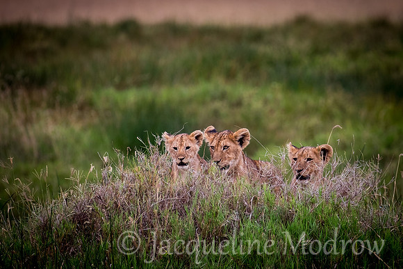 Three Cubs