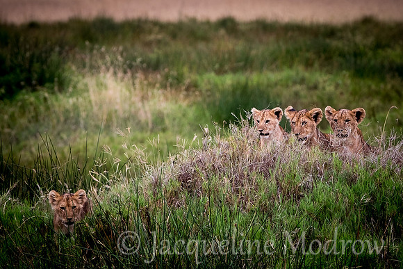 Four Cubs