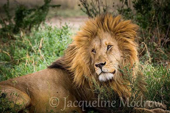 Beautiful Mane