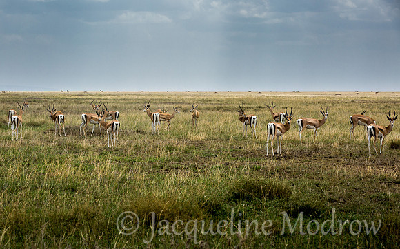 Grant's Gazelles