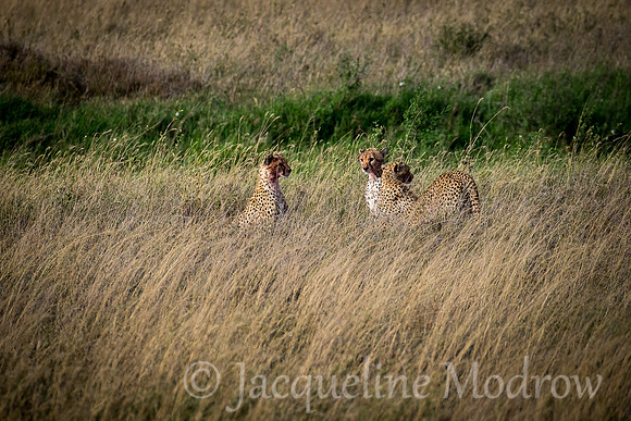 Four Cheetahs