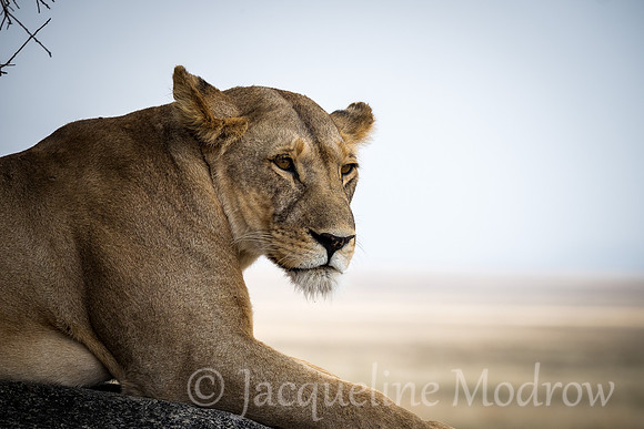 Contemplation