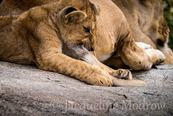 Tail Play