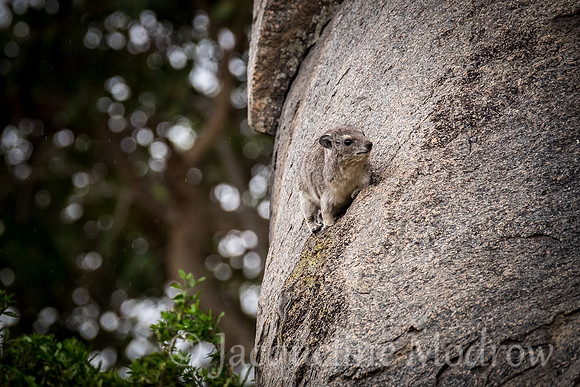 Hyrax