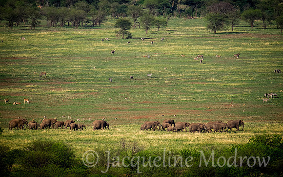 Elephants on Parade