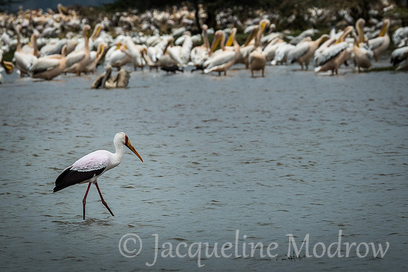Yellow Billed Stork