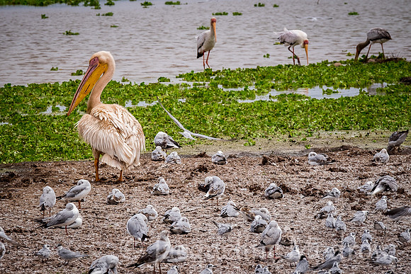 Great White Pelican