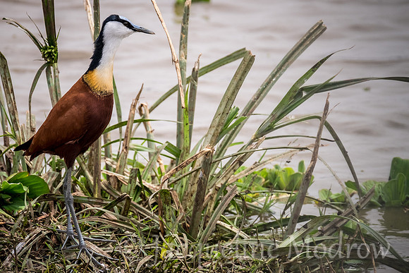African Jacana
