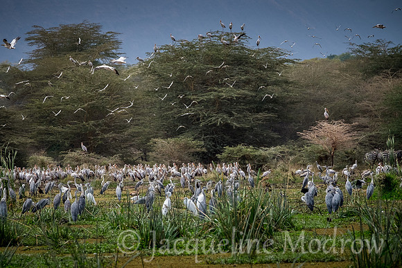 Cranes and Pelicans Galore