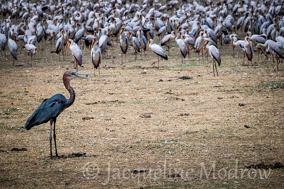 Goliath Heron