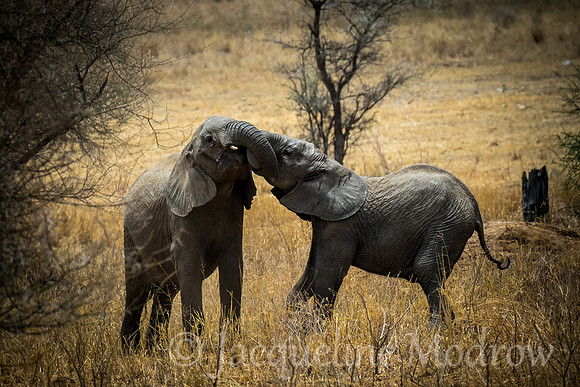 The Tussle