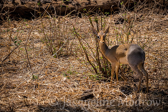 Dik Dik