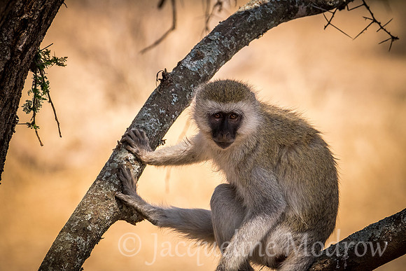 Vervet Monkey