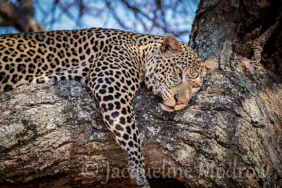 Lazy Leopard