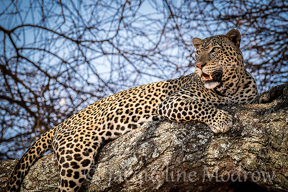 Leopard