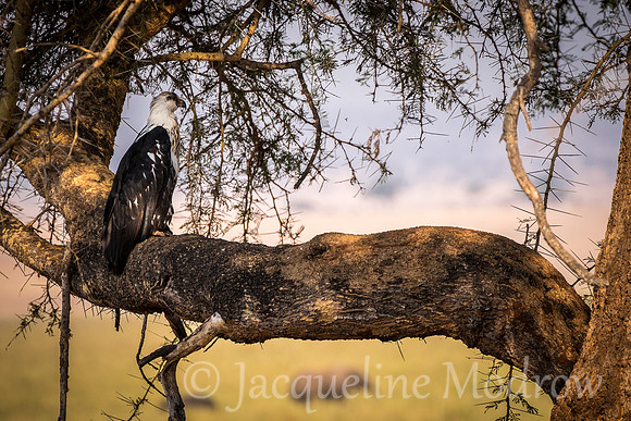 African Fish Eagle