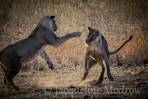 Playful Fight