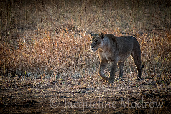On The Move