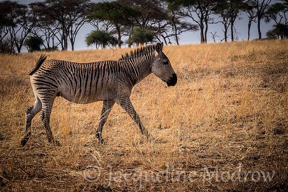 Zebra of a Different Stripe
