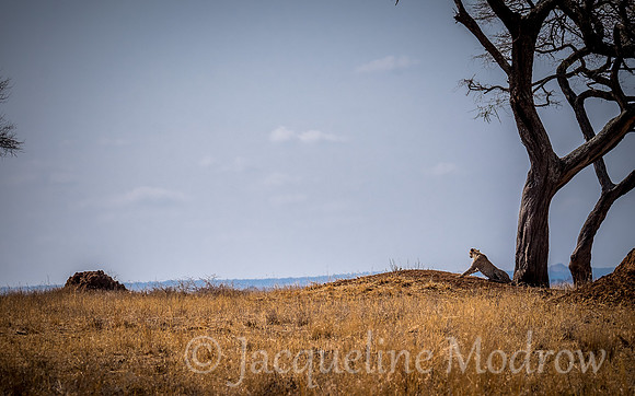 Cheetah Horizon