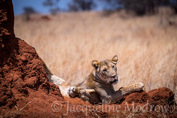Resting Spot