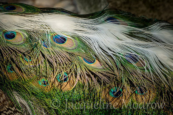 Eye of the Peacock