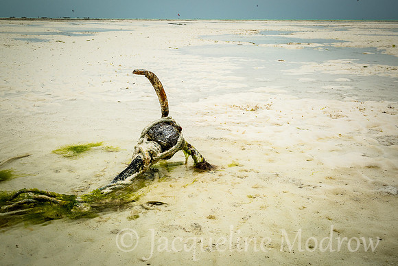 The Anchor