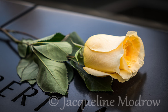 "The Yellow Rose"