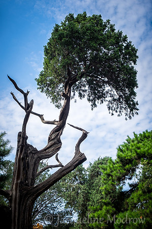 "Reaching the Sky"